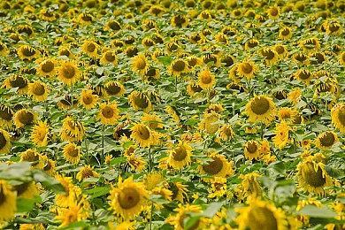 《堡垒之夜》或将添加《巫师》希里角色捆绑包